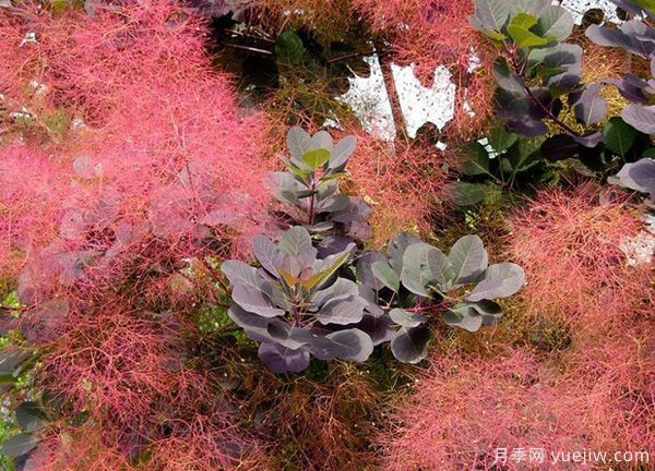 庭院適合種哪些花卉植物？冬天來了更漂亮(圖3)