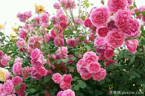 推薦3種生長(zhǎng)速度快的爬藤月季，花墻超級(jí)漂亮(圖1)