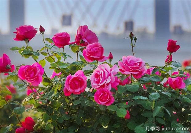 中國(guó)花木主產(chǎn)區(qū)分析(圖1)
