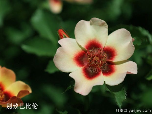 苗木打基礎(chǔ)，“種、密、土、肥、水”要到位！(圖1)