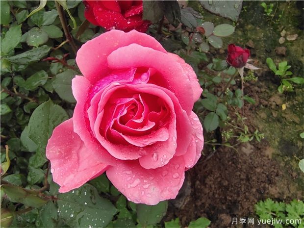 如何提高造林成活率，保證工程的成果(圖1)