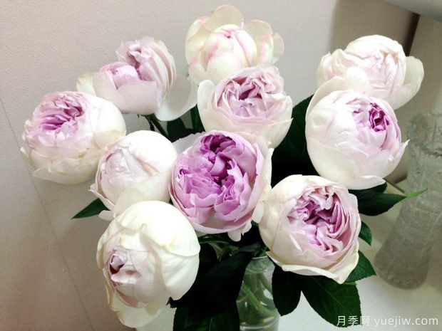 伊芙紫苑月季(圖3)