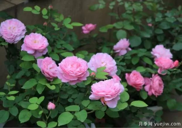 月季花種子播種，月季花養(yǎng)殖方法(圖1)