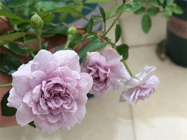 推薦5種藍色月季，網(wǎng)紅品種并且花量大花期長(圖2)