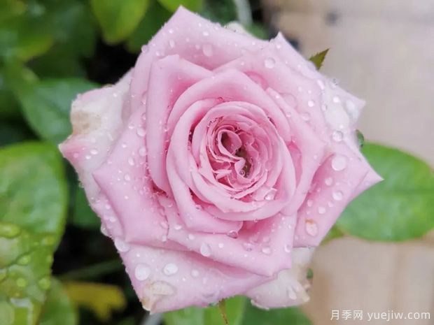 推薦5種藍色月季，網(wǎng)紅品種并且花量大花期長(圖4)