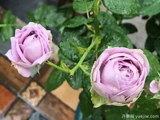 推薦5種藍色月季，網(wǎng)紅品種并且花量大花期長(圖5)