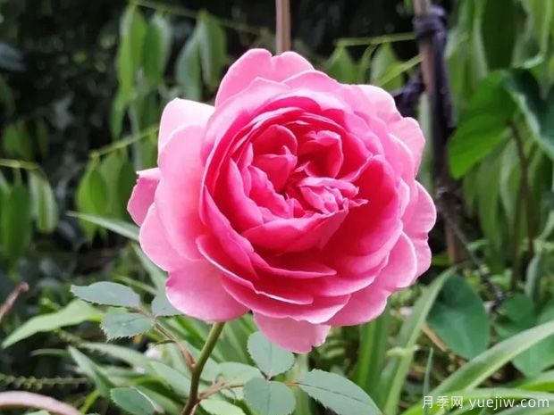 推薦8種灌木月季品種，經(jīng)典驚艷花量豐富(圖4)