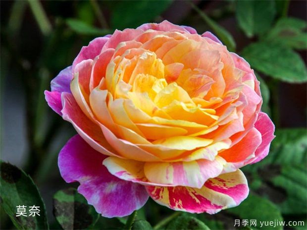 推薦8種灌木月季品種，經(jīng)典驚艷花量豐富(圖5)