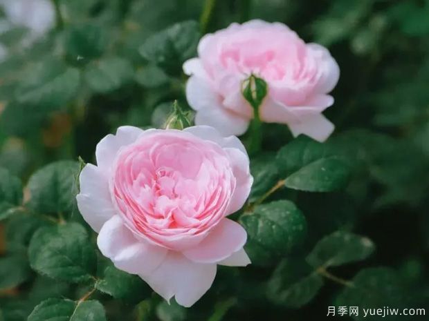 推薦8種灌木月季品種，經(jīng)典驚艷花量豐富(圖6)