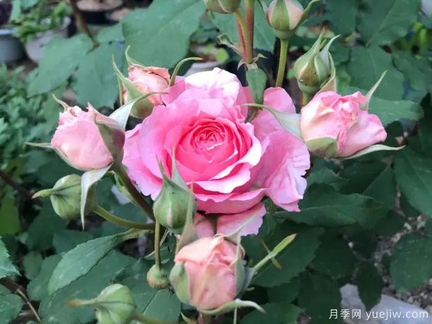 推薦8種灌木月季品種，經(jīng)典驚艷花量豐富(圖7)