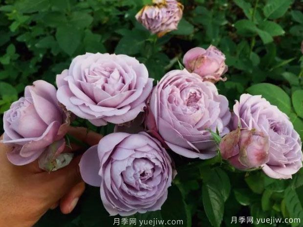 藍色絨球月季(圖3)