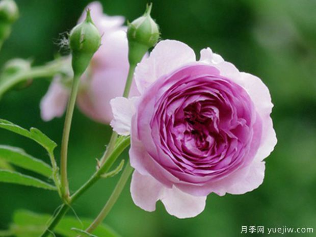 推薦8個熱門的勤花多花的微型月季品種(圖7)