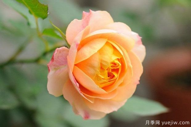 推薦8個熱門的勤花多花的微型月季品種(圖4)