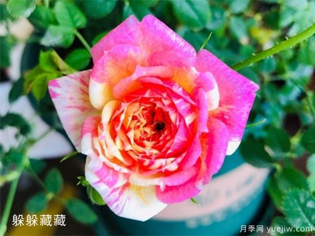 推薦8個熱門的勤花多花的微型月季品種(圖3)