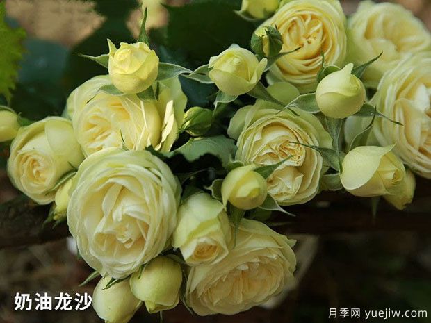 奶油龍沙微型月季應(yīng)該如何修剪？(圖1)