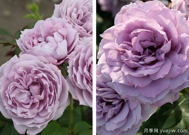諾瓦利斯月季/藍(lán)花詩人/波塞冬(圖4)