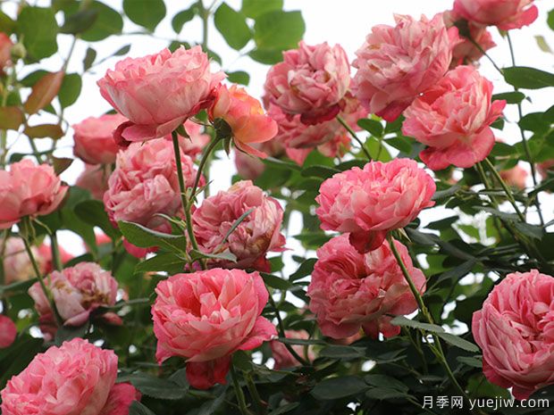 推薦5個(gè)抗病性強(qiáng)的藤本月季品種，新手輕松種植(圖1)