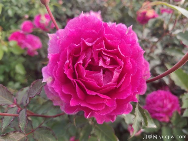 歐月盆栽杯苗品種與價(jià)格(圖1)