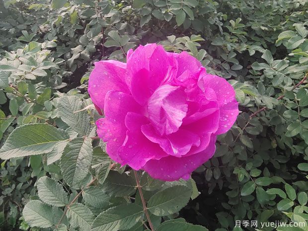 玫瑰？月季？薔薇？如何分清楚？情人節(jié)送的是什么？(圖2)