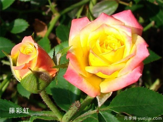 推薦11個(gè)小型藤本月季品種，2米以下適合小空間(圖5)