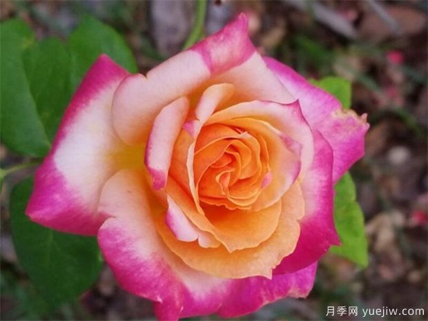 切花月季的繁殖方法有哪些？栽培技術(shù)分享(圖1)
