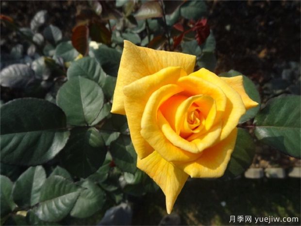 黃玫瑰代表什么意思？黃玫瑰寓意？黃玫瑰的花(圖1)