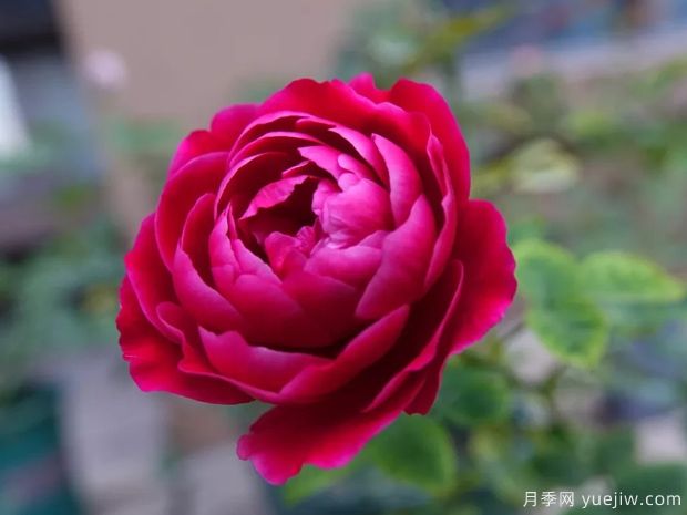 月季花有哪些種類(lèi)？月季花常見(jiàn)的繁殖方法有哪些？(圖1)