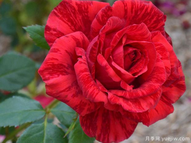 月季花苗在夏天怎么養(yǎng)護(hù)？(圖1)