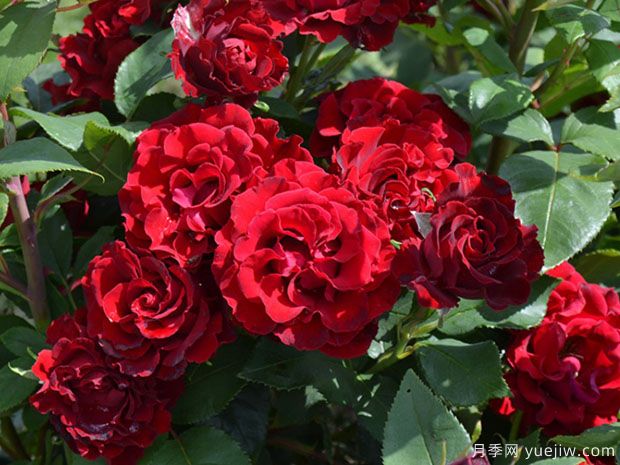 致敬芭芭拉月季/紀念芭芭拉月季(圖2)