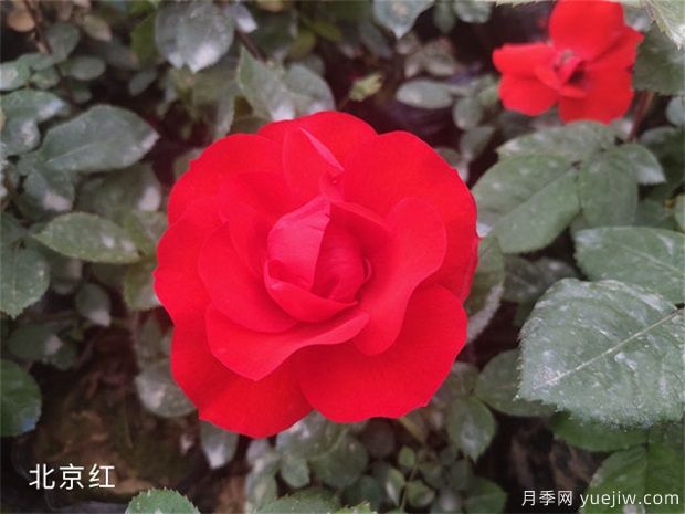 養(yǎng)花怎樣調(diào)節(jié)光照？(圖1)