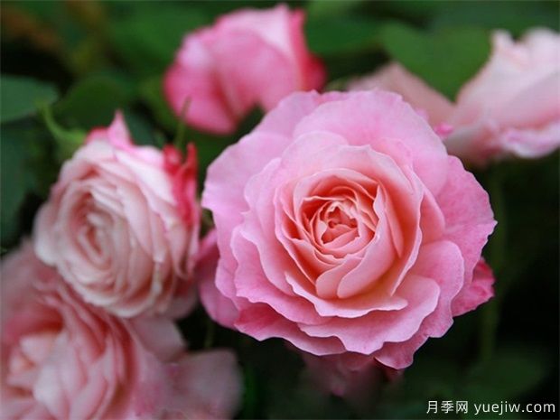 室內(nèi)能種植好月季花嗎？做好這四點(diǎn)，植株旺開花多(圖1)