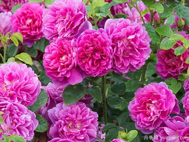 南陽(yáng)月季花霜霉病怎么預(yù)防和治療？(圖1)