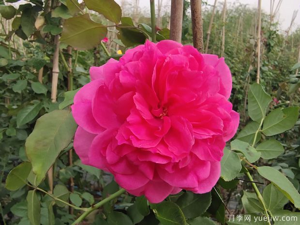 推薦全國花友公認的十大好養(yǎng)好看的月季品種(圖4)