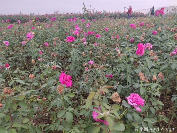 爬藤月季和薔薇有什么不同？哪個更漂亮？(圖1)