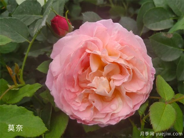 月季花施肥方法，月季養(yǎng)護(hù)如何施肥(圖1)