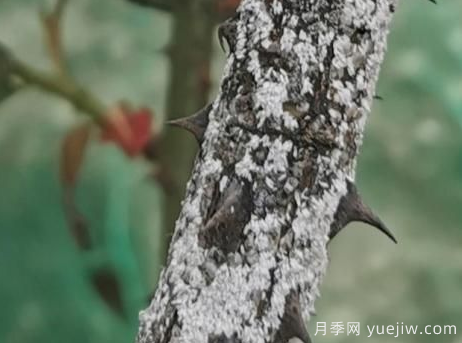 月季枝干上有許多小白點(diǎn)，可能是桑盾蚧在危害(圖3)