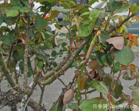 月季枝干上有許多小白點(diǎn)，可能是桑盾蚧在危害(圖2)