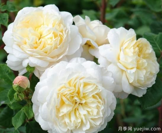 35個(gè)奧斯汀官方推薦的月季品種，抗病強(qiáng)長(zhǎng)勢(shì)好開(kāi)花多花友必選(圖1)