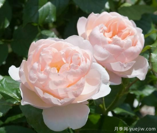 35個(gè)奧斯汀官方推薦的月季品種，抗病強(qiáng)長(zhǎng)勢(shì)好開(kāi)花多花友必選(圖2)