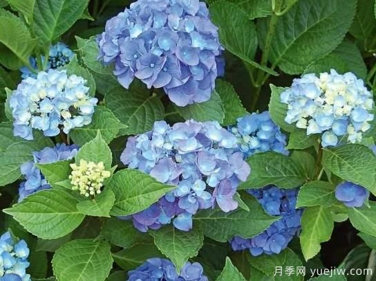 繡球秋季養(yǎng)護(hù)方法，明年春枝繁葉茂開爆花(圖2)