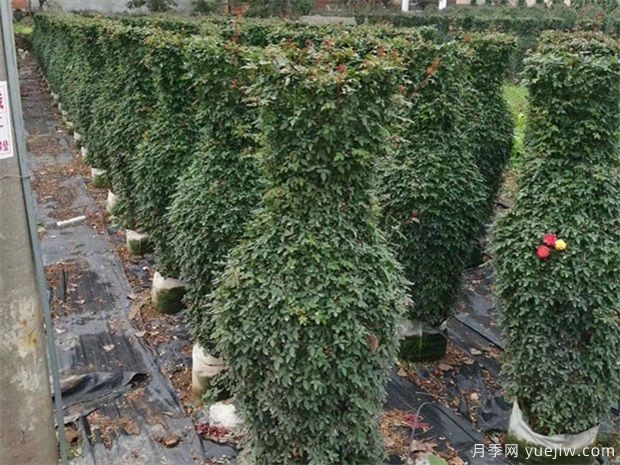 如何防凍園林植物才可以安全越冬？(圖1)