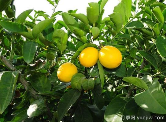 盆栽檸檬樹掉葉子怎么辦？(圖1)