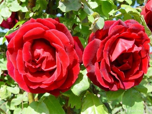 15種室內(nèi)花卉的養(yǎng)護(hù)知識(shí)，月季很好養(yǎng)(圖1)