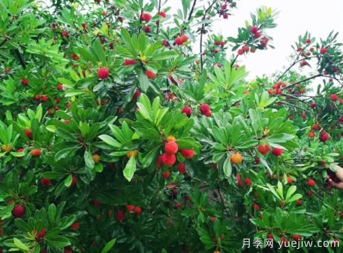 楊梅什么品種比較好？楊梅樹育苗方法(圖1)