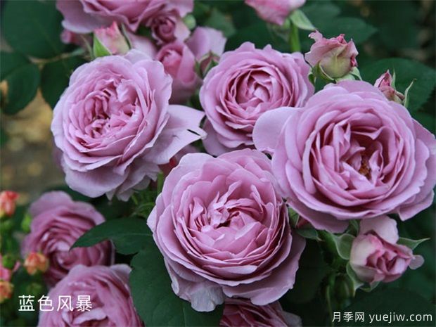 推薦20種傾國傾城的月季，來認識下(圖7)