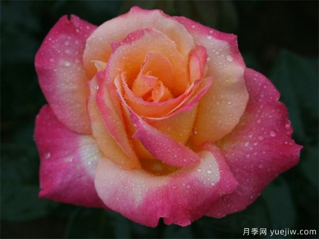 月季花能夠運(yùn)用哪種肥料？月季花施肥過多怎樣辦？(圖1)