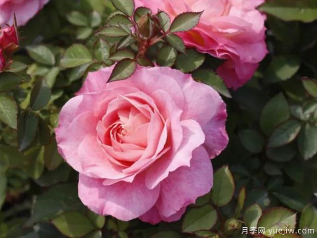 陽臺(tái)月季種植養(yǎng)護(hù)方法和適合的品種(圖1)