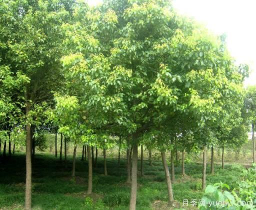 香樟葉子老發(fā)黃，緩解黃化的具體措施(圖1)
