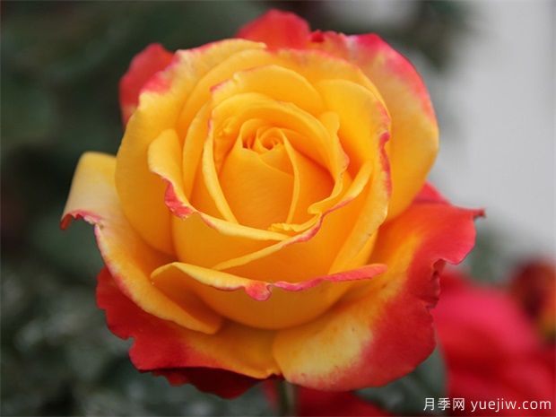月季花如何保鮮？月季花的保存方法有哪些？(圖1)