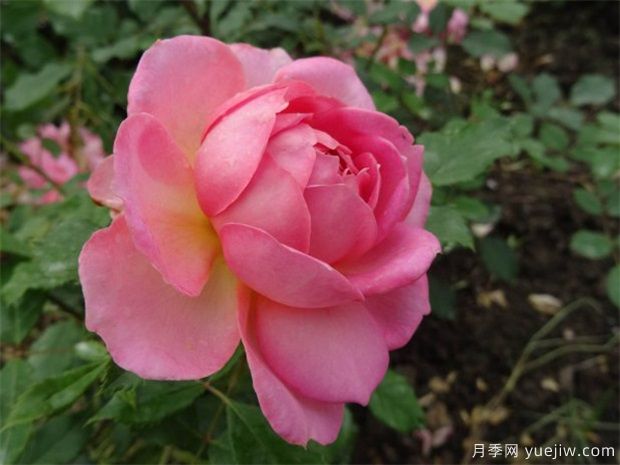 花友總結的十大***美月季是哪些品種？(圖3)